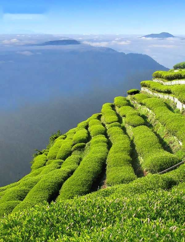 梨山茶最大優勢就在於高山氣候冷涼、早晚雲霧籠罩。（圖／吳德亮攝影）