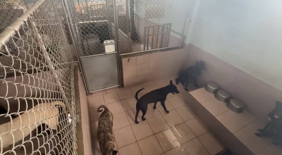 公務車載浪犬丟包台南？　高雄動保處認了「這樣說」