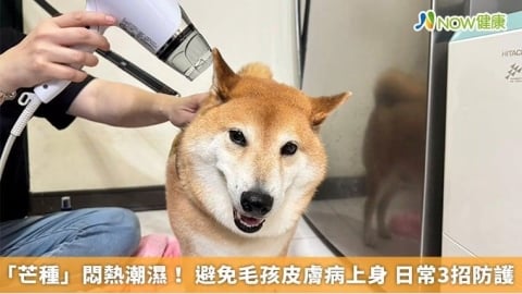 「芒種」悶熱潮濕!避免毛孩皮膚病上身 日常3招防護