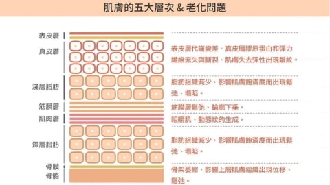 35歲後的臉部輪廓變化:淺談脂肪墊位移與肌肉流失