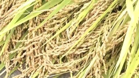 全台狂降雨「曾文水庫進帳這麼多」!水利署喊「安全蓄水量」可撐到6月底