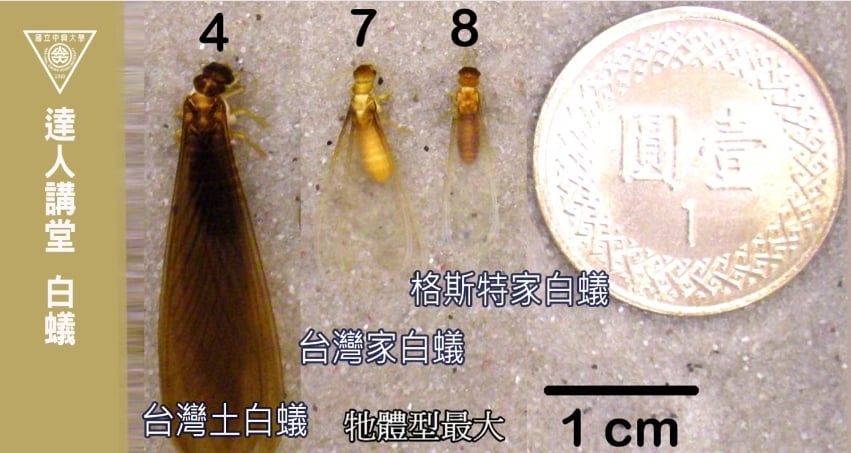 大水螞蟻其實是「特化型蟑螂」!專家揭真相 網友崩潰:請讓我繼續無知