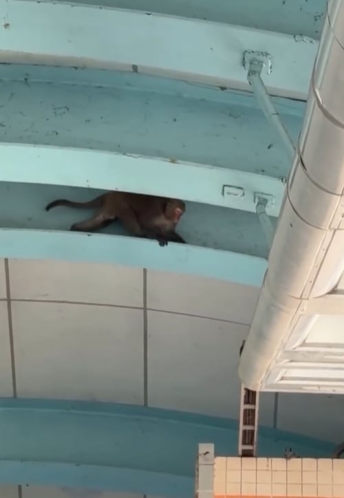 快新聞/真「動物園站」!獼猴闖北捷月台「逛大街」 動保處發聲了