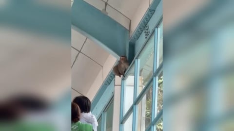 真「動物園站」!多隻獼猴闖北捷月台「逛大街」 動保處急發聲