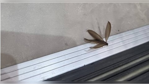 梅雨季大水蟻暴增!專家示警:一公一母恐繁殖成百萬大軍