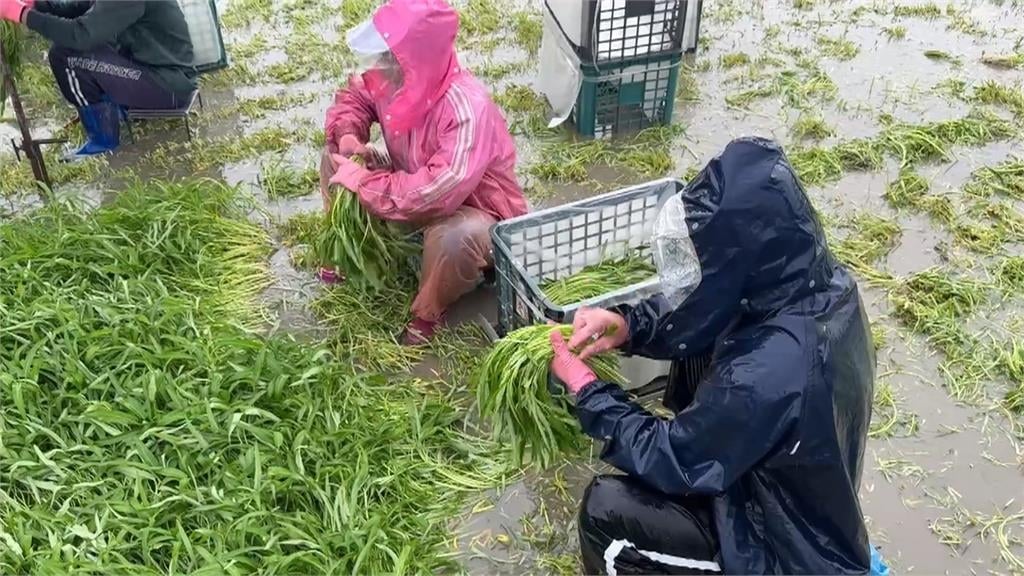 豪雨狂炸衝擊雲林空心菜.文蛤 農民緊急搶收心血