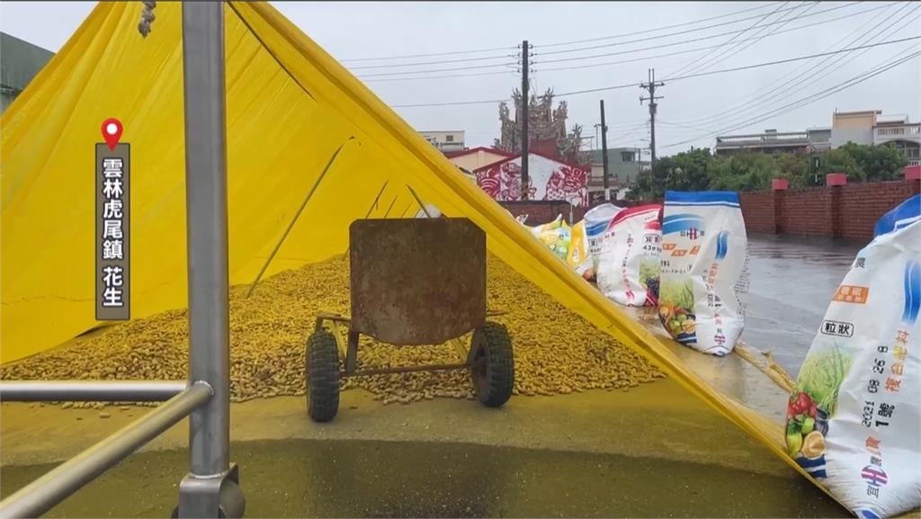 豪雨炸全台!衝擊雲林農漁業 農民緊急搶收心血