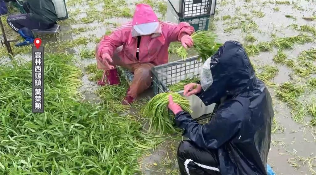 豪雨炸全台!衝擊雲林農漁業 農民緊急搶收心血