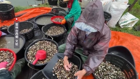豪雨炸全台!衝擊雲林農漁業 農民緊急搶收心血