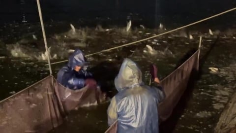 台南虱目魚"季節性缺貨" 名店被迫停業 饕客哀號