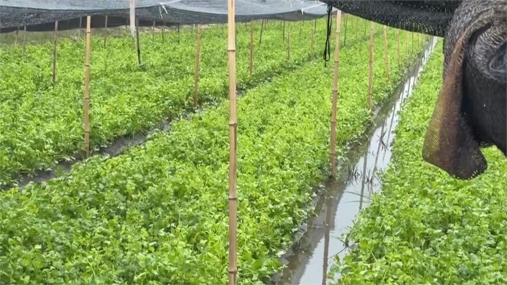 豪雨重創農作物!玉米倒地、水淹杭菊 紅棗恐裂開無法收成