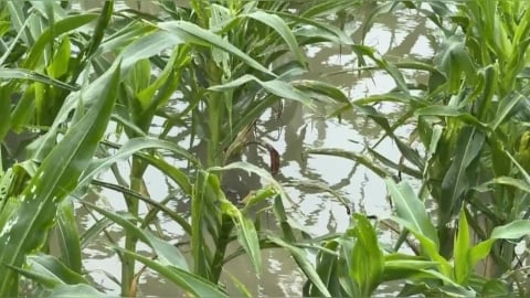 豪雨重創農作物!玉米倒地、水淹杭菊 紅棗恐裂開無法收成