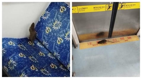 北鼠南送?區間車驚見老鼠趴趴走 台鐵認了:已全面消毒