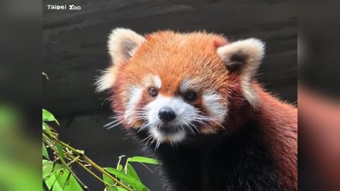 北市動物園小貓熊「奇奇」赴新加坡　網友不捨：沒預告來不及告別