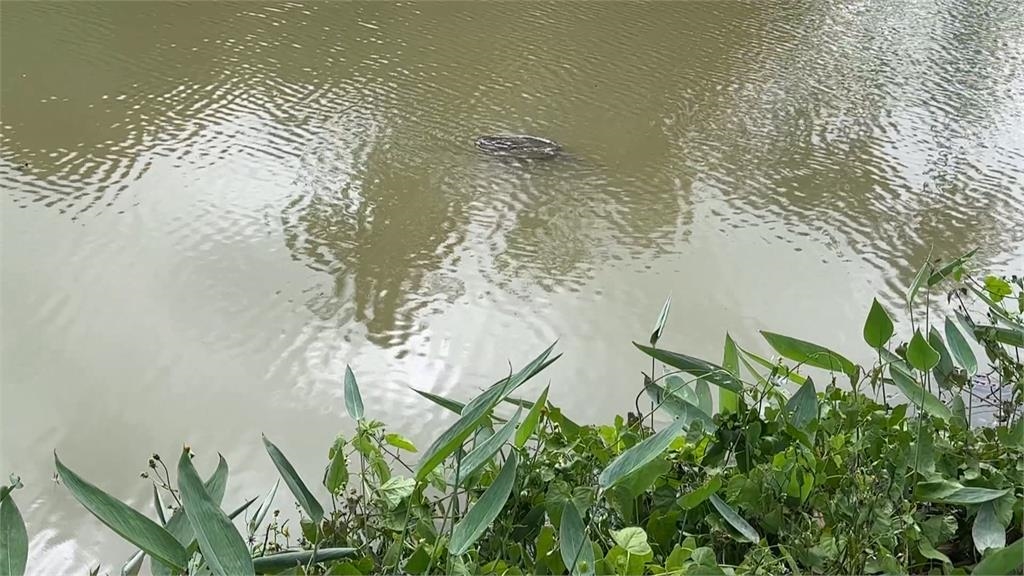 高雄澄清湖旁池塘出現大量魟魚 疑被人惡意棄養 最高可罰15萬