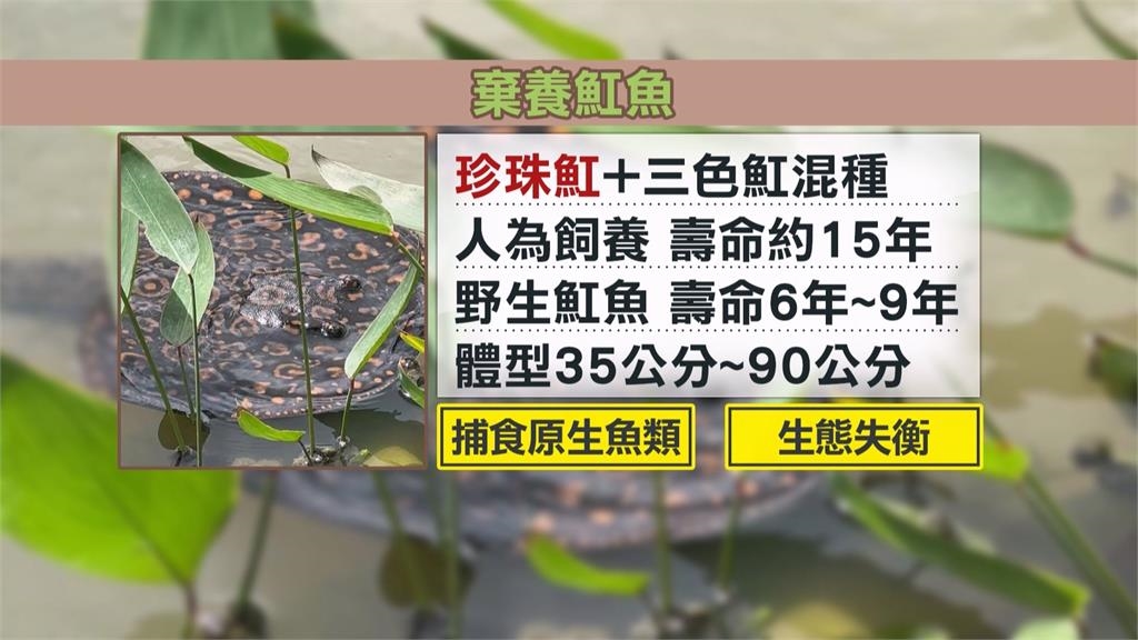 高雄澄清湖旁池塘出現大量魟魚 疑被人惡意棄養 最高可罰15萬