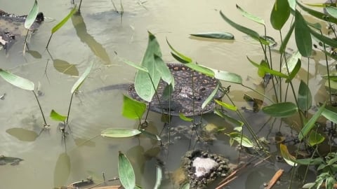 獨/高雄澄清湖旁池塘出現大量魟魚 疑被人惡意棄養 最高可罰15萬