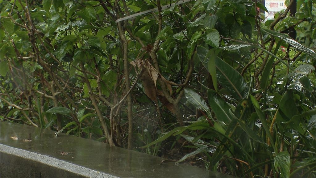 藍議員轟榮星花園「沒花」丟臉 北市公園處:下半年動工升級改造