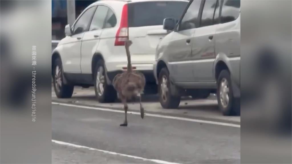 工廠門沒關好! 宜蘭"鴕鳥逃家" 街頭上演人鳥追逐戰