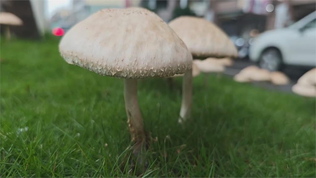 高雄連日大雨公園竟成「菇菇森林」!里長:「這1菇」亂採亂食恐中毒