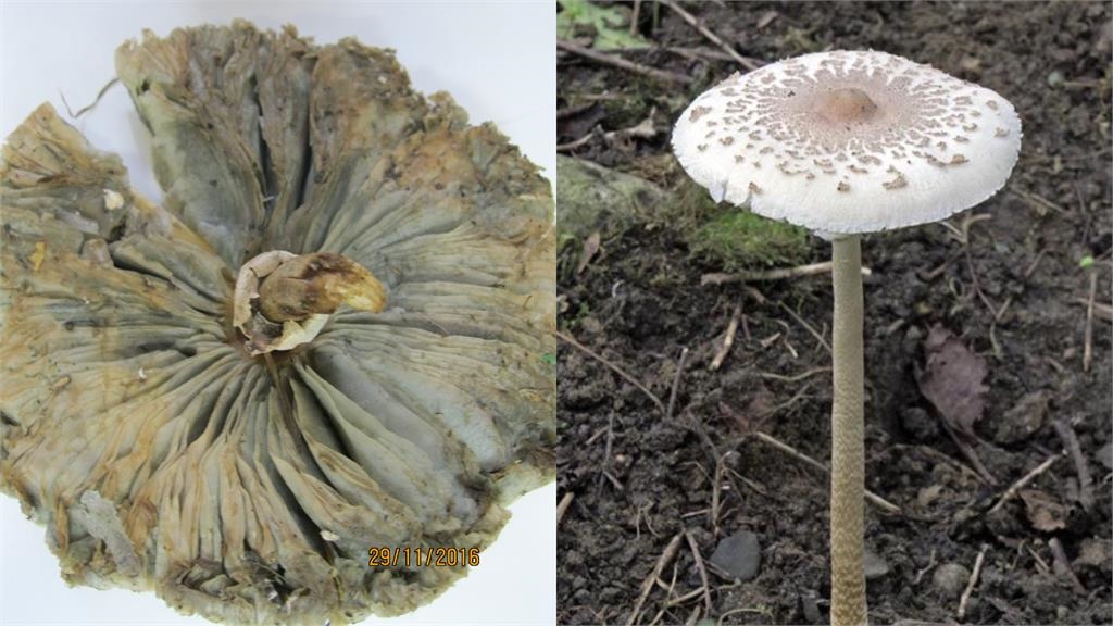 高雄連日大雨公園竟成「菇菇森林」!里長:「這1菇」亂採亂食恐中毒