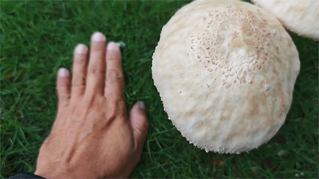 高雄連日大雨公園竟成「菇菇森林」!里長:「這1菇」亂採亂食恐中毒