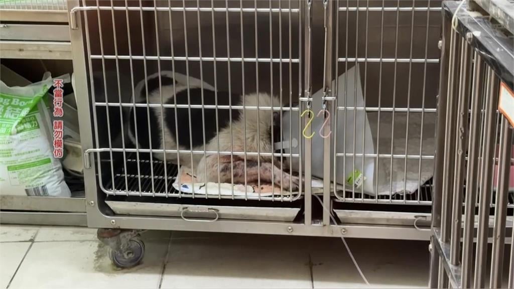 愛犬四號公園散步回家「半小時暴斃、排血便」!飼主痛揭:疑誤食老鼠藥