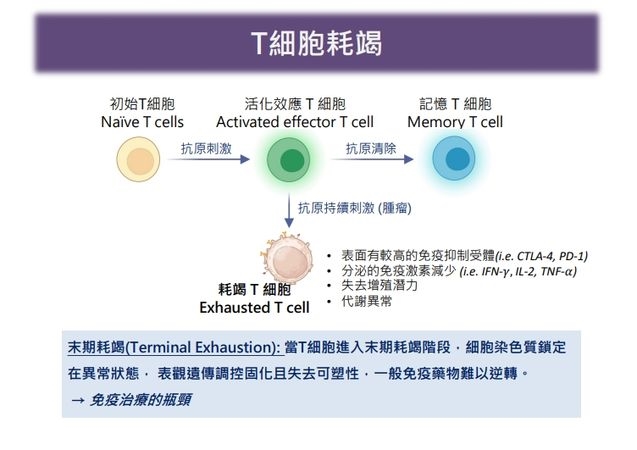免疫治療效果不如預期?醫:與「T細胞耗竭」有關 臺大研究揭1關鍵機制