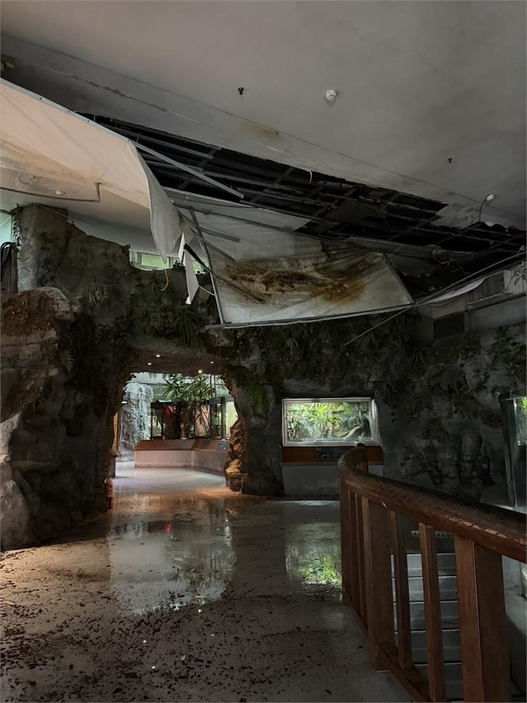 快新聞/大雨狂轟文山!北市動物園「這2館」災情慘重 重新開放時間曝