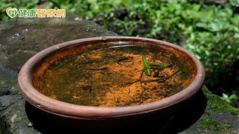 豪雨後登革熱風險升高！疾管署教「4招」防病媒蚊　發燒、頭痛要注意
