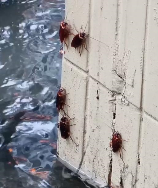 圖輯/台北狂淹大水!嚴重災情畫面一次看 多地水柱狂噴、大量污水覆蓋路面