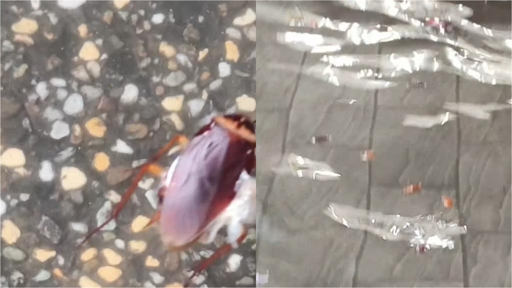 大雨沖出萬隻小強!西門町驚見「咖色蟑螂海」網轟蔣萬安:台北鍋底是蟑螂嗎