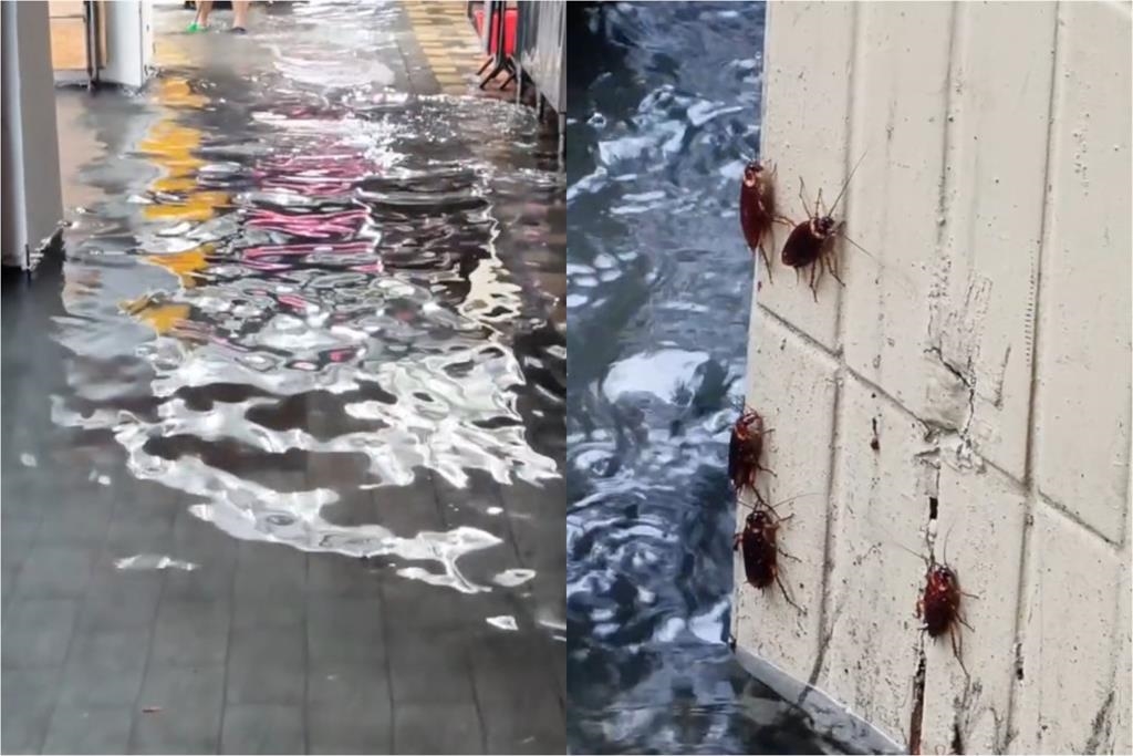 大雨沖出萬隻小強!西門町驚見「咖色蟑螂海」網轟蔣萬安:台北鍋底是蟑螂嗎