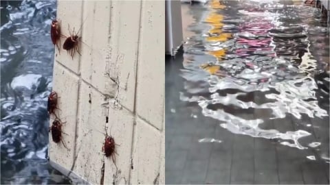 大雨沖出萬隻小強!西門町驚見「咖色蟑螂海」網轟蔣萬安:台北鍋底是蟑螂嗎