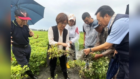 王惠美親赴彰化產區勘災　花生農損今起啟動救助申請