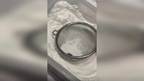 噁!日系泡芙連鎖店驚爆食安危機!網拍到「這生物」卡糖粉盒