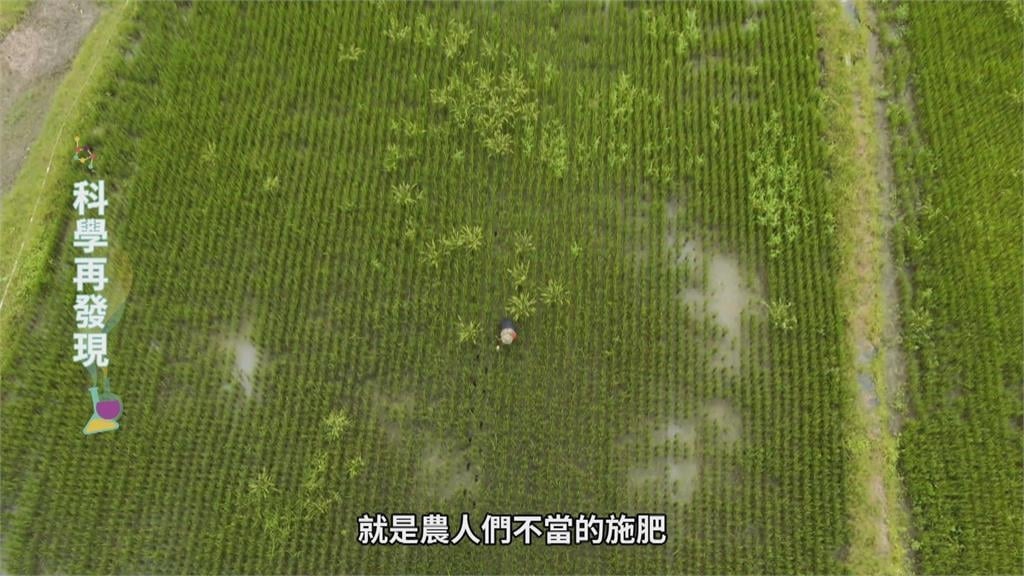 多處湖泊優養化 家庭廢水、過度施肥是元凶