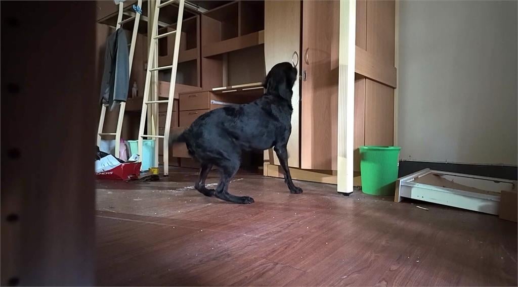 搜救犬隊「單犬搜索」密集訓練　11個月幼犬挑戰找出受困者