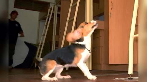 搜救犬隊「單犬搜索」密集訓練　11個月幼犬挑戰找出受困者