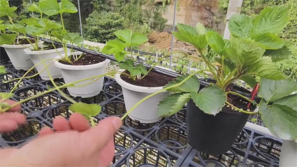 賣種苗沒登記最高罰30萬 　莓農炸鍋:罰得比毒駕還重