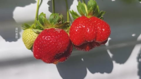 賣種苗沒登記最高罰30萬 莓農炸鍋:罰得比毒駕還重