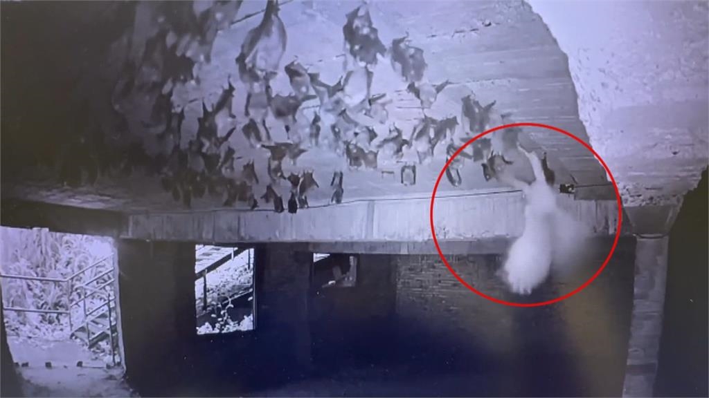 新奇！鳳頭蒼鷹「倒掛金鉤」捕獵熟睡中葉鼻幼蝠　