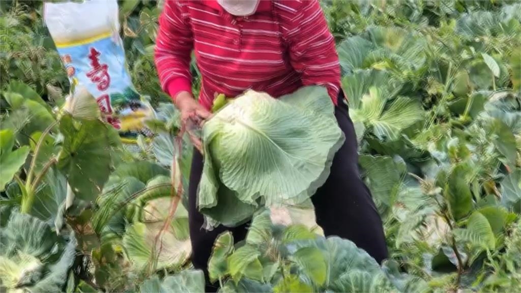 高麗菜量多過剩價跌 農糧署推「冷凍包」提升價值
