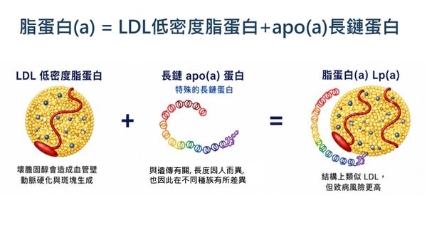 心血管疾病預防多看1指標！長庚醫揭「比壞膽固醇更壞」　亞洲人風險更高