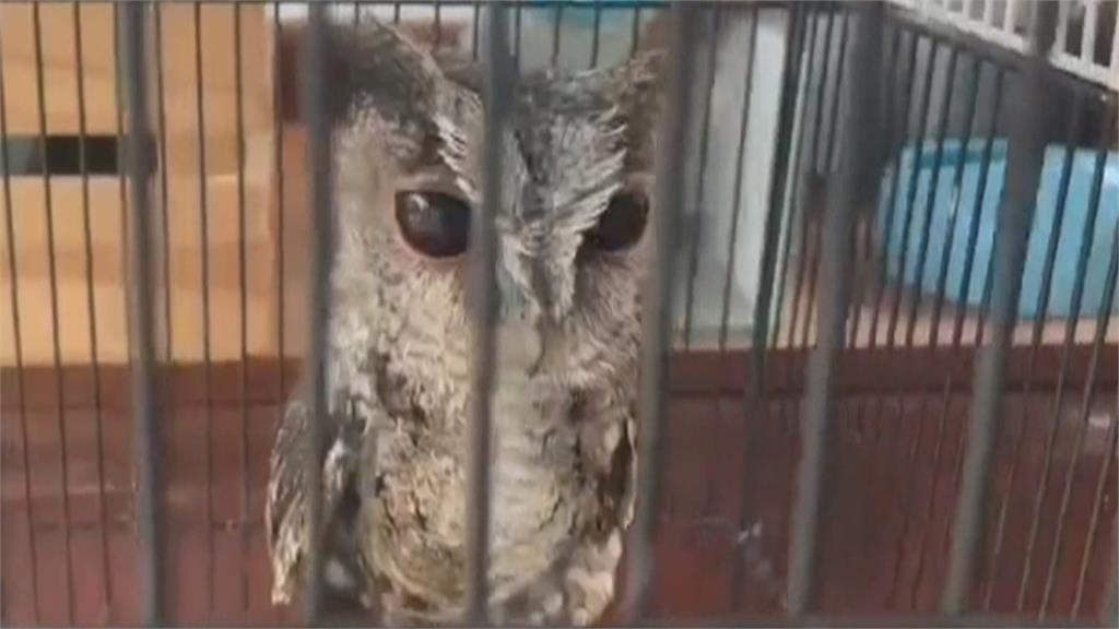 動物煉獄!領角鴞、台灣獼猴遭關籠拴鍊飼養 男涉私養保育類遭逮
