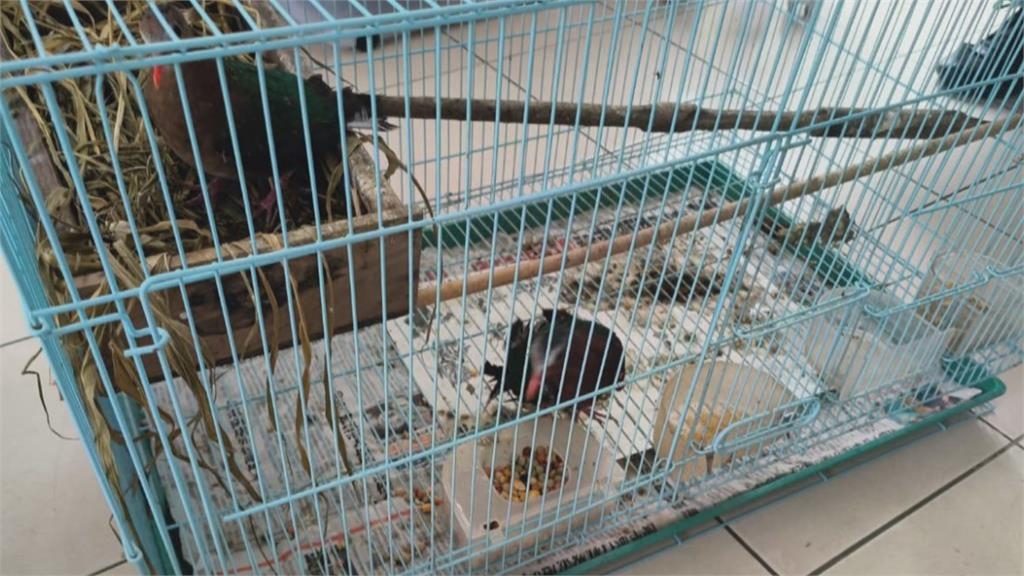 動物煉獄!領角鴞、台灣獼猴遭關籠拴鍊飼養 男涉私養保育類遭逮