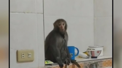 動物煉獄!領角鴞、台灣獼猴遭關籠拴鍊飼養 男涉私養保育類遭逮