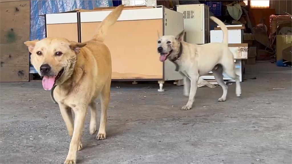 奇!神犬拖「仙鶴童子」逛大街 網笑稱:去遶境了