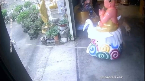 奇!神犬拖「仙鶴童子」逛大街 網笑稱:去遶境了