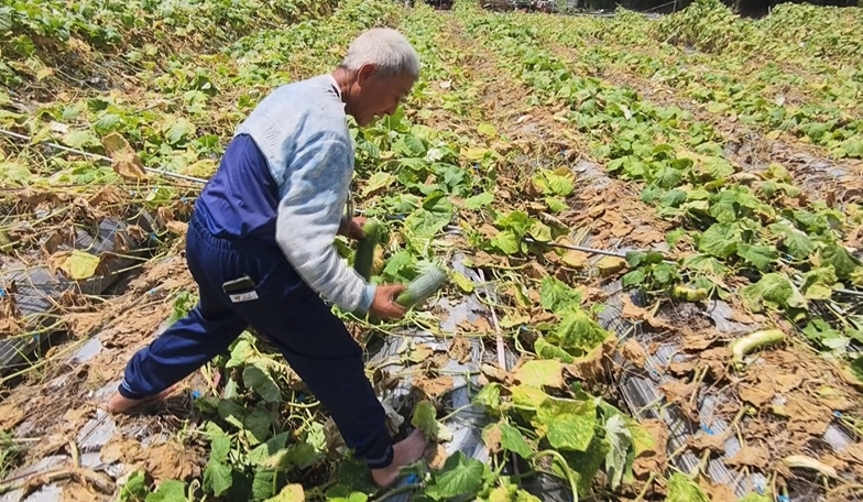 豪雨影響!土壤鬆動刺瓜棚全倒 泡水爛光損失慘重